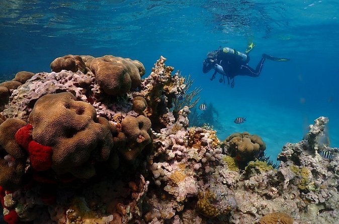 A scuba diver above a coral head on a reef