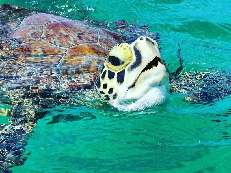 A green sea turtle surfacing, its head just above the water