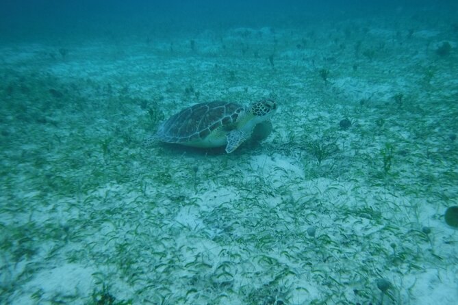A green sea turtle grazing on a seagrass bed