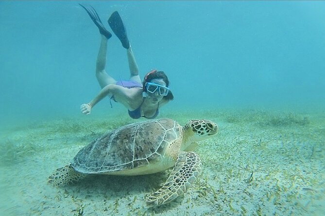 A snorkeler diving down toward a green sea turtle resting on the seagrass