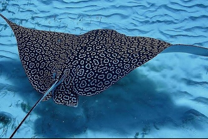 A spotted eagle ray gliding over a sandy bottom
